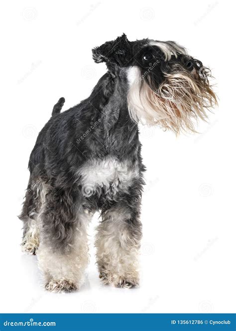 Adult Miniature Schnauzer Stock Photo Image Of Puppy 135612786