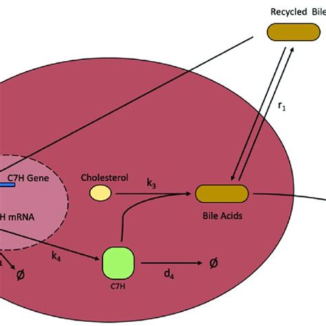 Bile Acid Synthesis Model Model 6 The Rate Limiting Enzyme For The