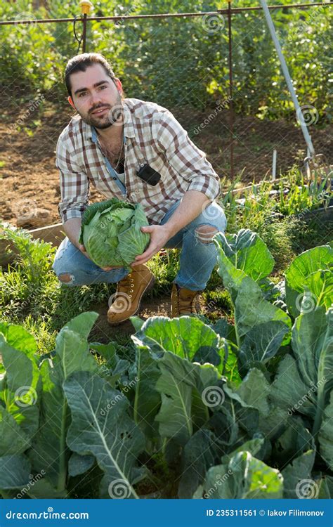 Retrato Do Agricultor Em Um Leito De Jardim Colheita De Repolho