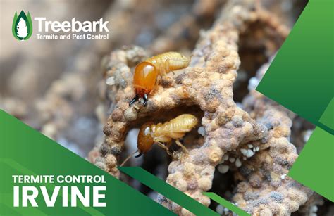 Termite Control Irvine Treebark Termite And Pest Control Services