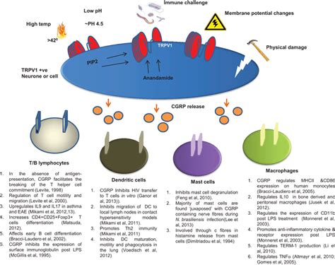 Pathways Of Cgrp Release Via Trpv1 Activation Trpv1 Is Activated By