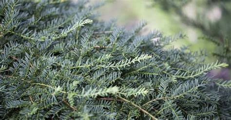 Taxus Baccata Dovastoniana Adlerschwingen Eibe Haid Baumschulen