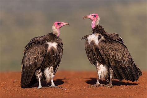 Research Review The First Pan Africa Study On Hooded Vultures