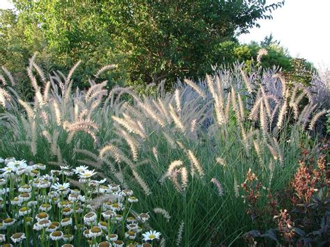 Zone 8 Ornamental Grass Varieties Choosing Ornamental Grass For Zone 8