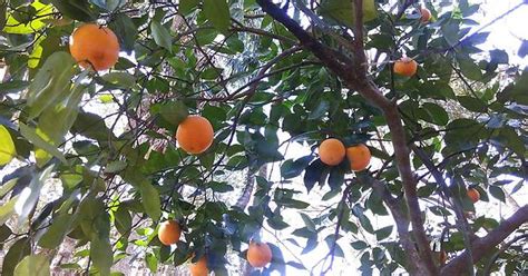 Oranges In February Imgur