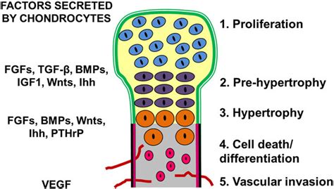 Schematic indicating the localization of factors secreted by ...