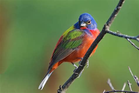 Painted Bunting Hunting Last Year A Painted Bunting A Coastal Bird