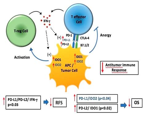 Genes Free Full Text High Pd L1ido 2 And Pd L2ido 1 Co Expression