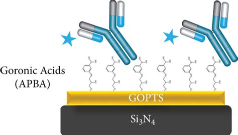 Schematic Representation Of The Random Antibody Immobilization On