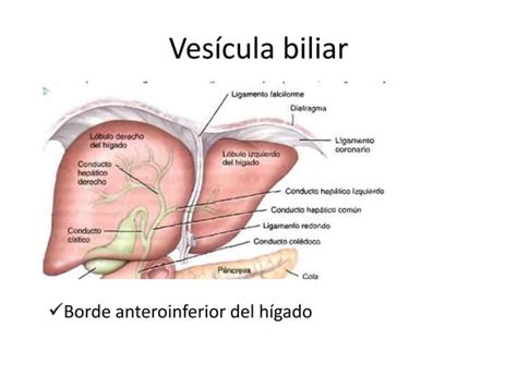 P Ncreas H Gado Ves Cula Biliar Y Bazo Morfofisiolog A Ppt