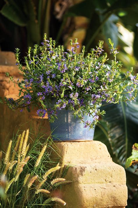 Proven Winners® Annual Plantsscaevola Whirlwind Blue Fan Flower