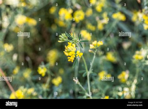 Gelbe Wildblumenwiese Fotos Und Bildmaterial In Hoher Aufl Sung Alamy