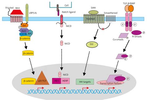 Schematic Representation Of Signalling Pathways That Control