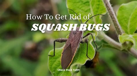 How To Get Rid Of Squash Bugs Grace Walk Farm