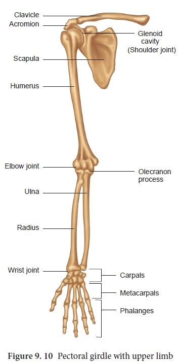 The Appendicular Skeleton