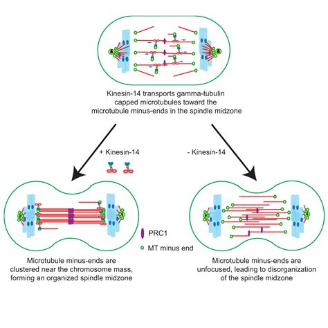 Proper Organization Of Microtubule Minus Ends Is Needed For Midzone