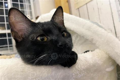 A Black Kitten With Yellow Eyes Emerging From Bed Baby Black Cat Is