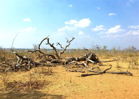 Chobe National Park Botswana Obligatory Traveler