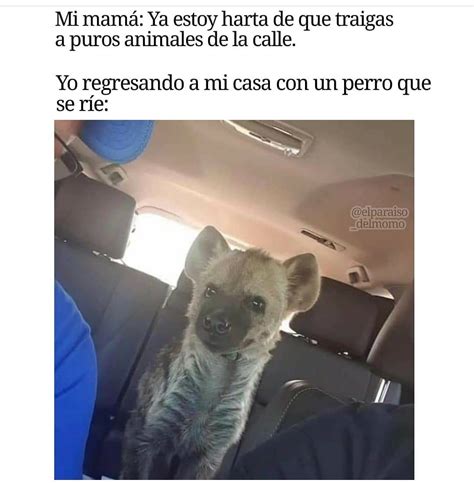 Mi mamá Ya estoy harta de que traigas a puros animales de la calle Yo