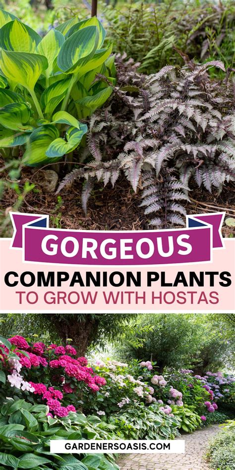 How To Transplant Hostas Artofit