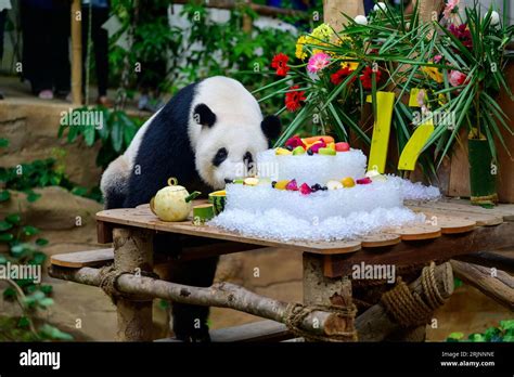 230823 Kuala Lumpur Aug 23 2023 Xinhua Giant Panda Liang