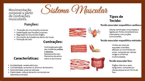 Mapa Mental Sistema Muscular Baixe Em Pdf Gratis Sistema Muscular The