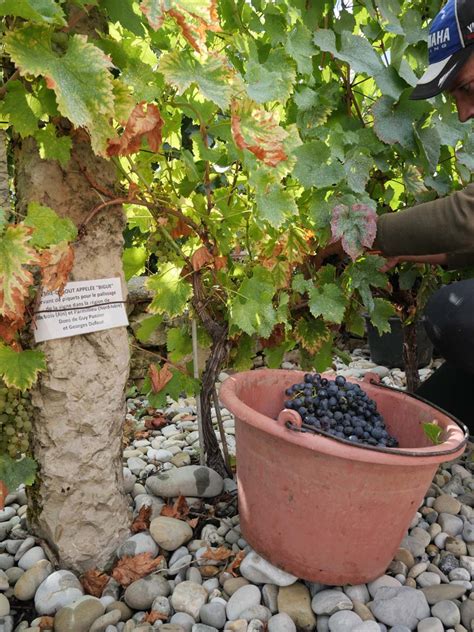 Carnet De Vendanges 2023 Le Caveau Bugiste