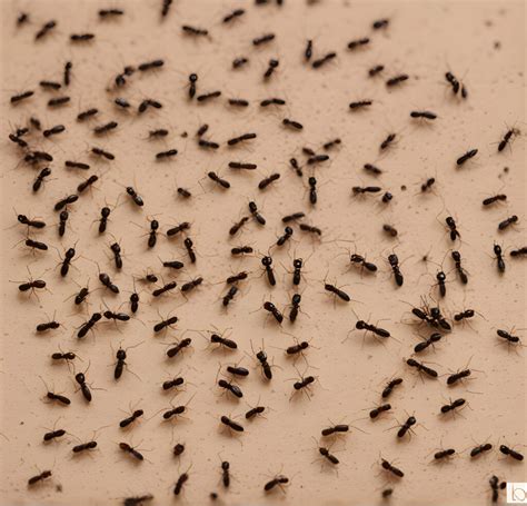 Tiny Ants Big Problem How To Get Rid Of Tiny Ants The Bug Experts