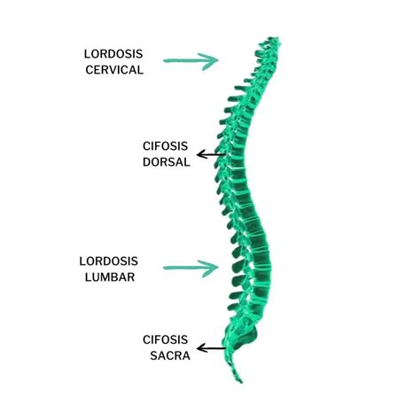 Curvas fisiológicas y patológicas de la columna y dolor de espalda