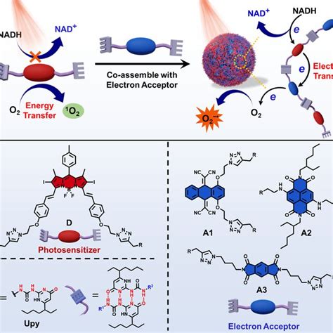 Schematic Representation Of PDT Based On Supramolecular Photodynamic