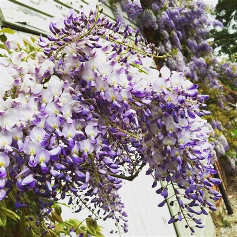 Wisteria Floribunda Japanese Wisteria Uploaded By Bluebell66