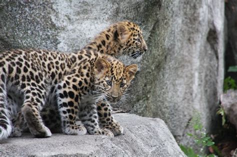 Let Us Help Save Our Planet Amur Leopard A Critically Endangered