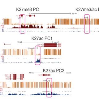 Figure S2 Location And Epigenetic Modification Patterns Of ChIP QPCR