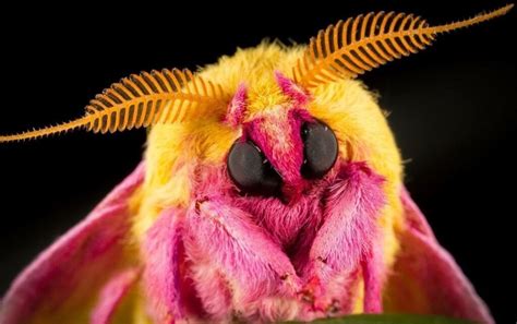 Rosy maple moth: habitat, characteristics and reproduction