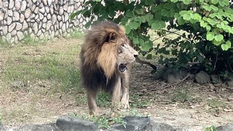 內建鬧鐘！壽山動物園獅子每日下午4：50 一齊發出「獅吼功」趕客人 生活 三立新聞網 Setncom