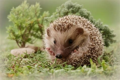 Premium Photo | Young hedgehog in natural habitat