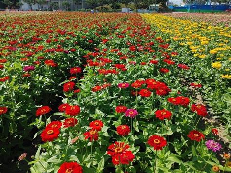 Red Peppercorn Condiments Plants Plant Planets