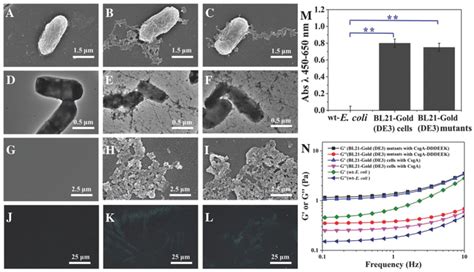 Sem Micrographs Of A Wte Coli B Bl Gold De Cells With Csga