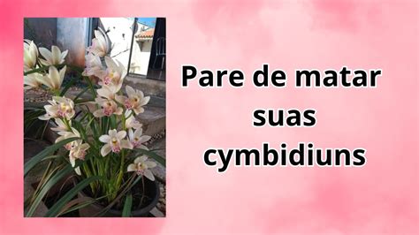 CONHECA O GRANDE SEGREDO PARA TER SUCESSO NO CULTIVO DE ORQUÍDEA