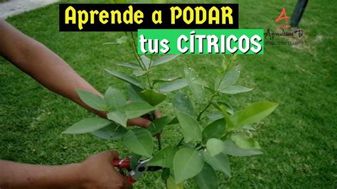 C Tricos Poda En El Cultivo De C Tricos Tipos De Poda En Que