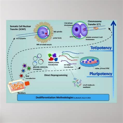 Diagram of Cellular Differentiation Methods Poster | Zazzle