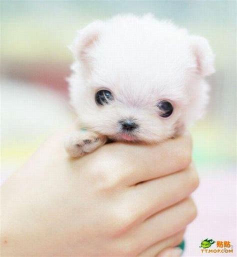 Dogs That Stay Small | Baby animals, Cute baby animals, Cute dogs