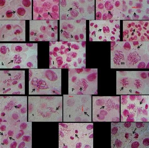 Photographs of cells of Allium cepa captured with light microscope... | Download Scientific Diagram