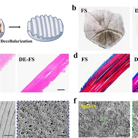 Characterization Of Decellularized Fish Scale A The Schematic