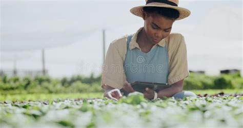 Woman Tablet And Greenhouse Farming Or Gardening In Agriculture