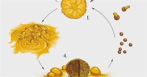 Ciclo De Vida De Una Bacteria Social Elena García Bravo