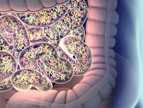 Human Gut Microbiome Archives Gut Microbiota For Health