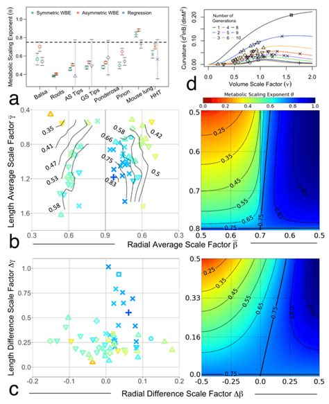 Variation In Metabolic Scaling Exponents Related To Variation In