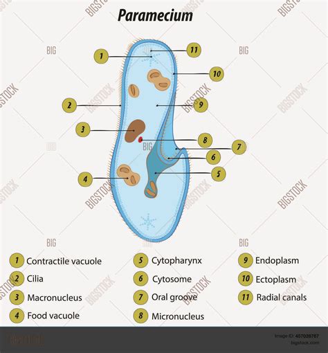 Paramecium Labeled Vector & Photo (Free Trial) | Bigstock