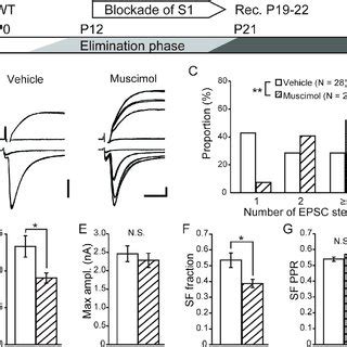 Developmental Expression Of MGluR1 In VPm And Reticular Nuclei A